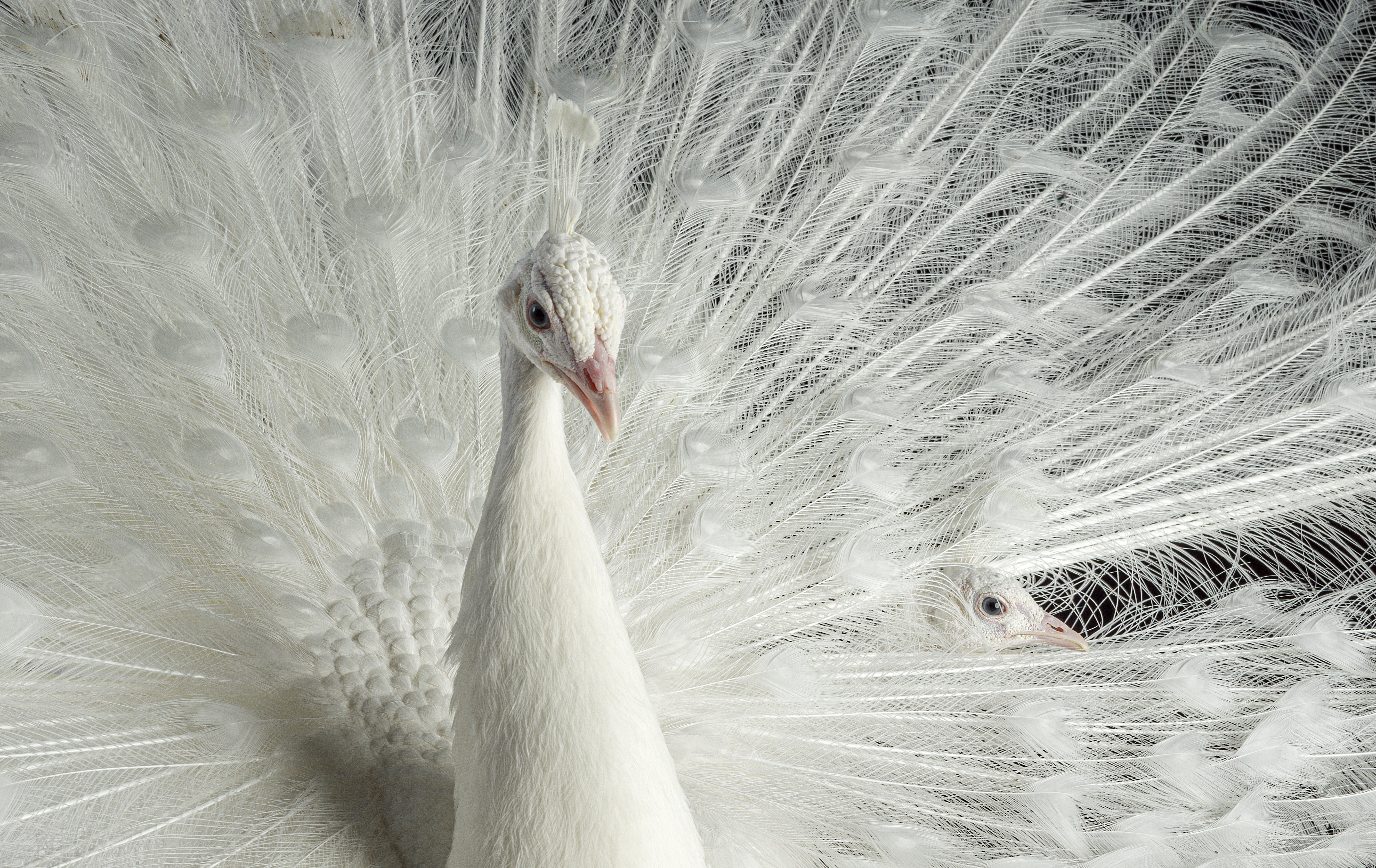 The retouched version of a photo of two white Peacocks
